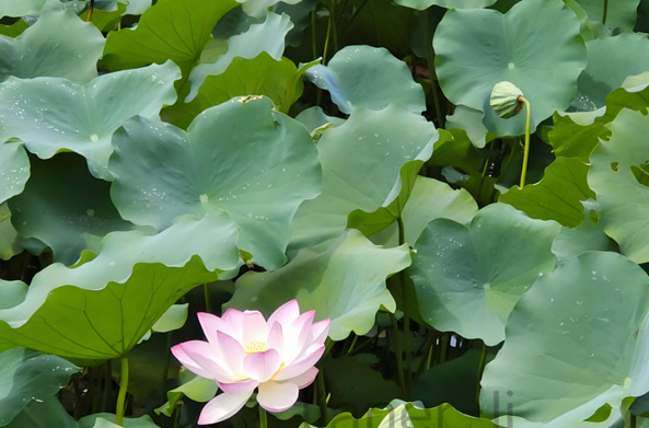 不锈钢水箱定制/不锈钢消防水箱厂家圣宇给水设备公司-风过蔷薇时，人间忽向夏！