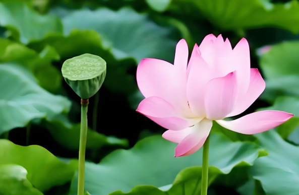 不锈钢保温水箱厂家/不锈钢保温水箱费用圣宇给水公司-大暑时节话大暑！
